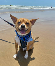 Load image into Gallery viewer, T-rex Pool Party