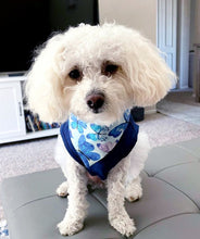 Load image into Gallery viewer, Blue Morpho